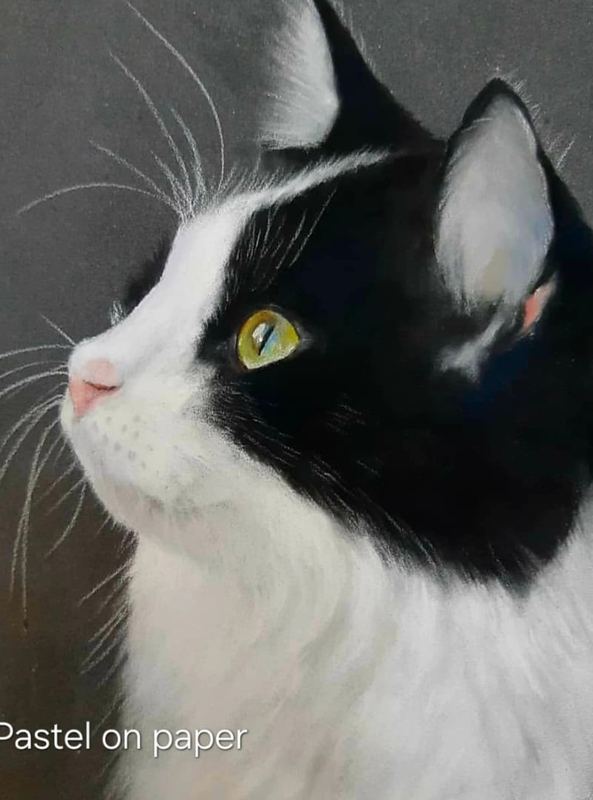 Pastel portrait of a black and white cat
