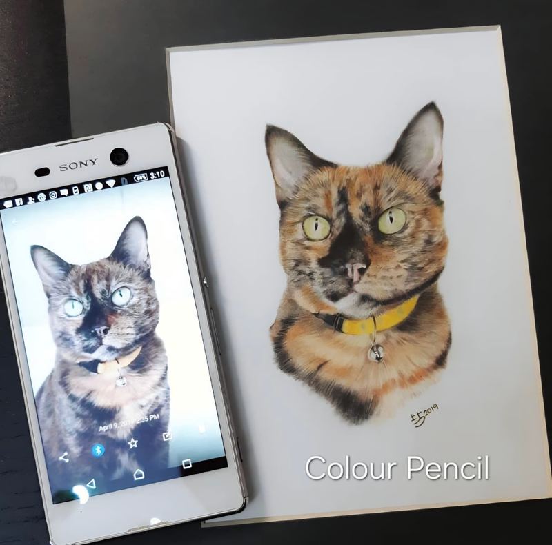 Colour pencil portrait of a tortoiseshell cat