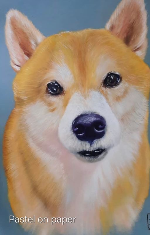 Pastel portrait of a shiba inu
