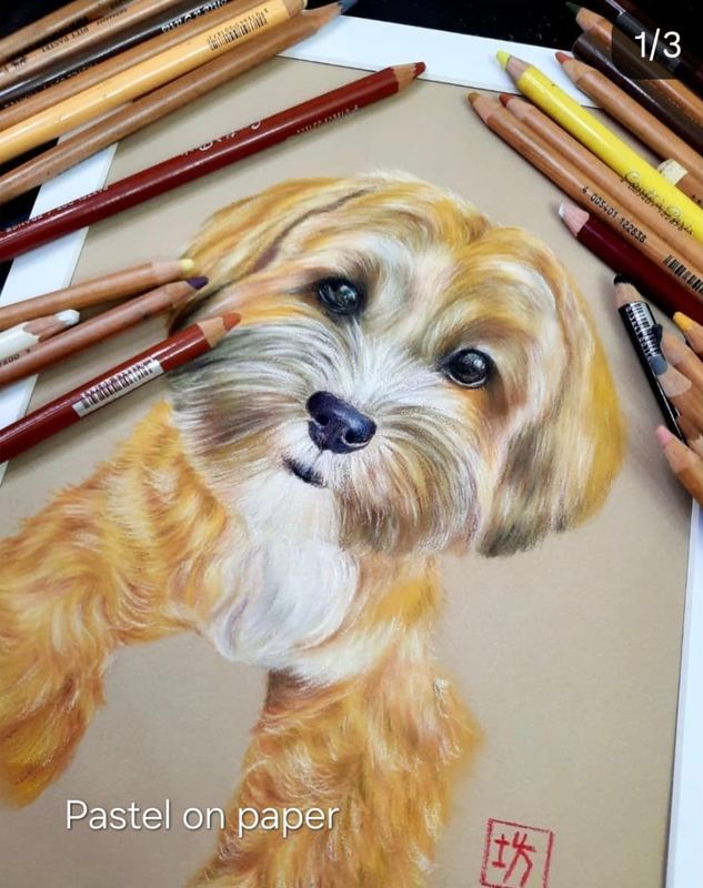 Pastel portrait of a cavapoo