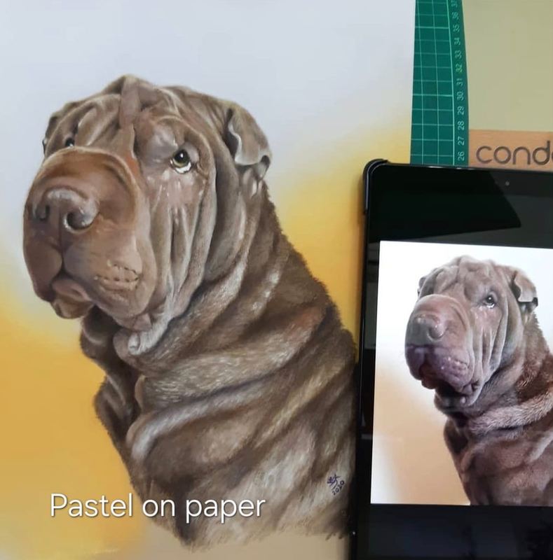 Pastel portrait of a shar-pei beside its reference photo