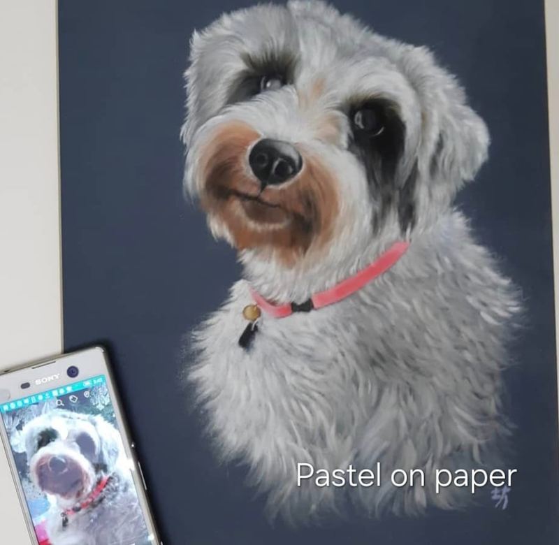 Pastel portrait of a schnauzer