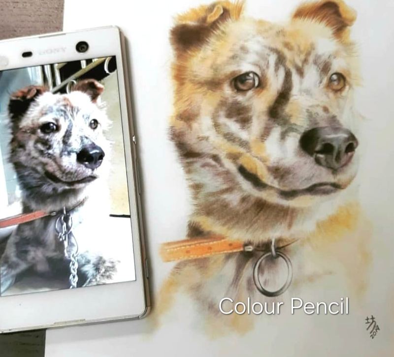Colour pencil portrait of a mixed breed dog