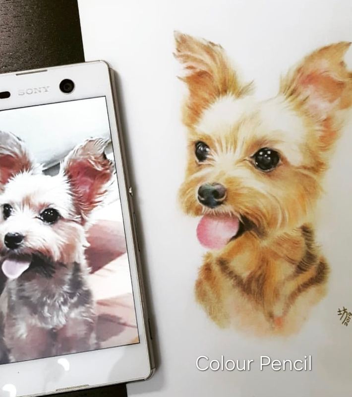 Colour pencil portrait of a yorkshire terrier