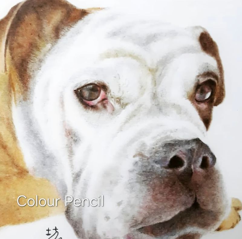 Colour pencil portrait of a bulldog