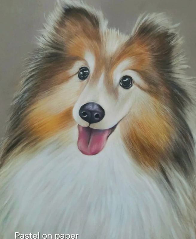 Pastel portrait of a sheltie