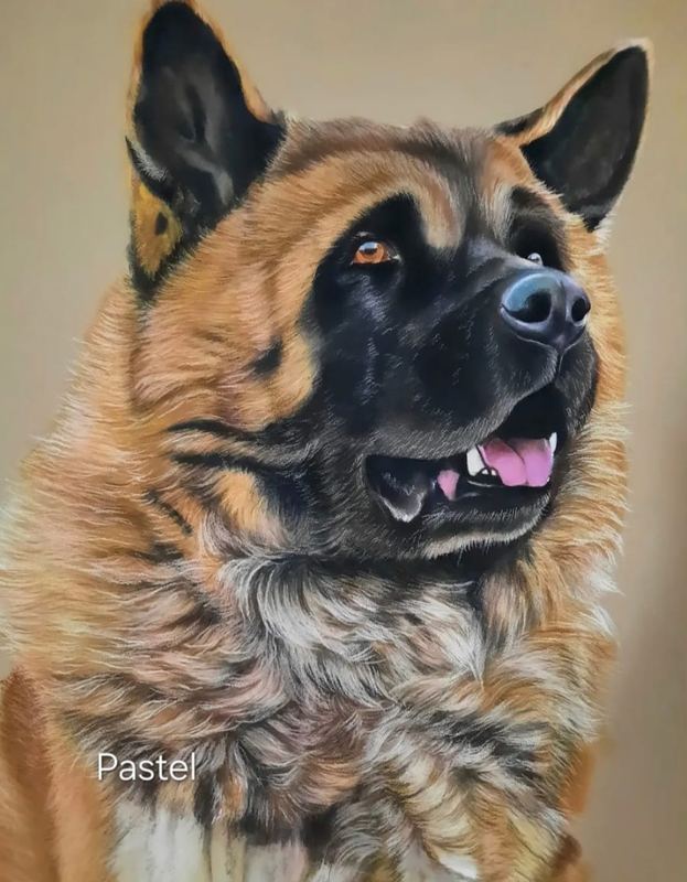 Pastel portrait of an akita