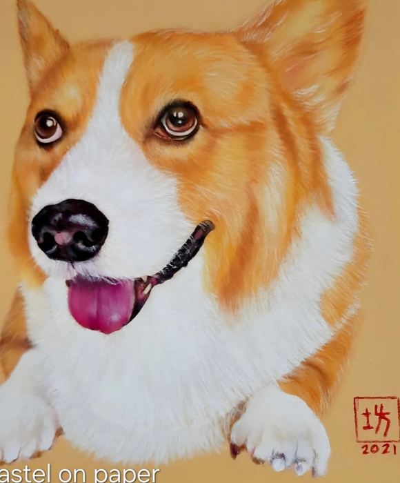 Pastel portrait of a corgi