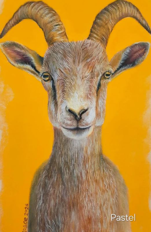 Pastel portrait of a goat