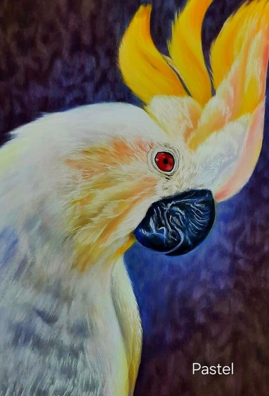 Pastel portrait of a cockatoo